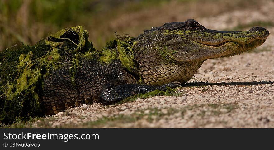 Moss Covered Alligator