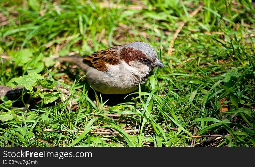 Sparrow in the grass