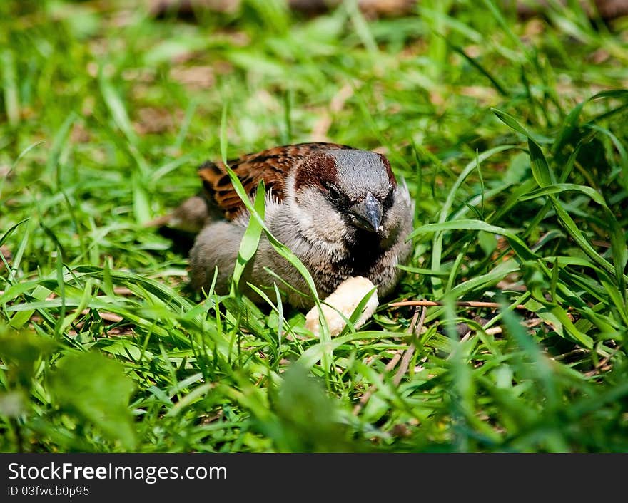 Sparrow In The Grass