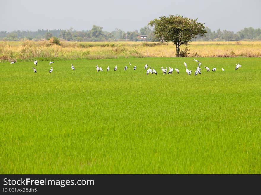 Egrets Feeding In Paddy Field