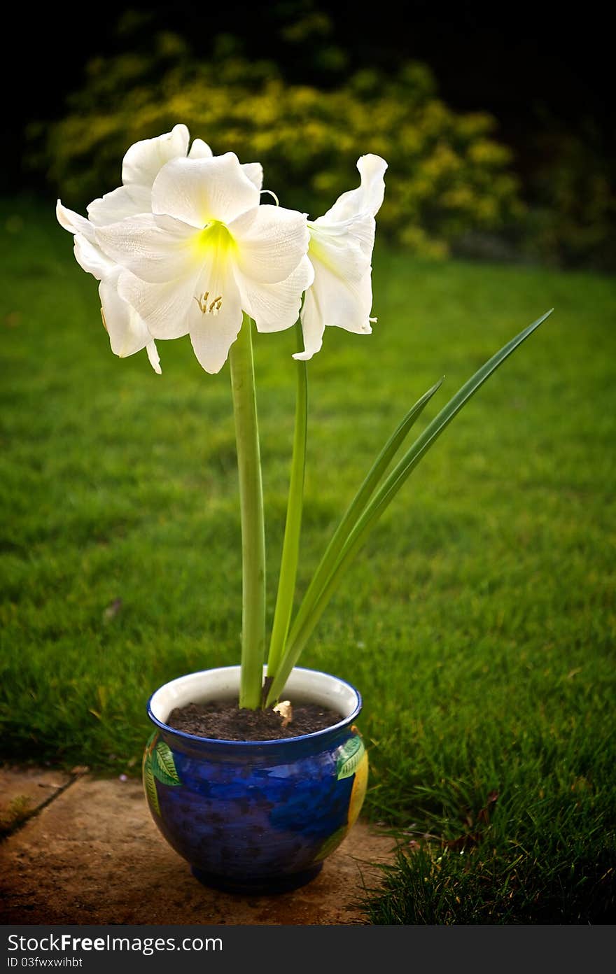 White flower in a blue pot on a patio in a garden. White flower in a blue pot on a patio in a garden