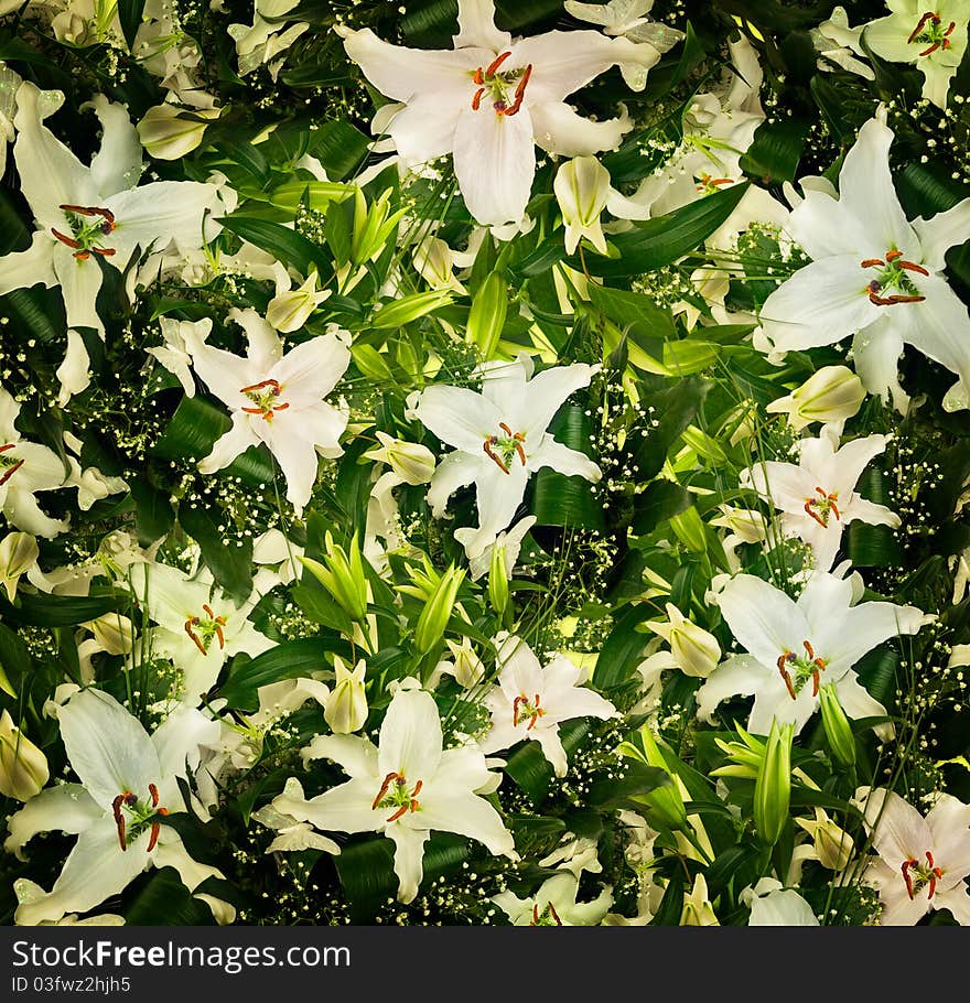 White lilies and green leaves background. White lilies and green leaves background