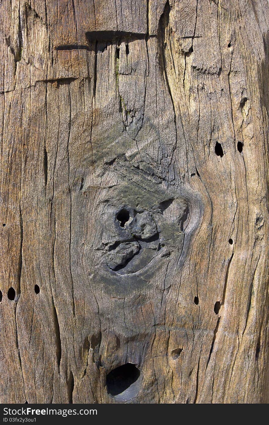 Close up of a driftwood wooden post at the beach. Close up of a driftwood wooden post at the beach