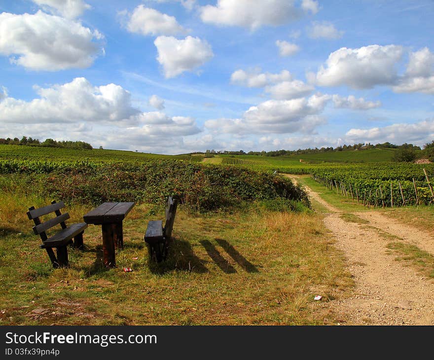 Idyll in vineyard in Germany.