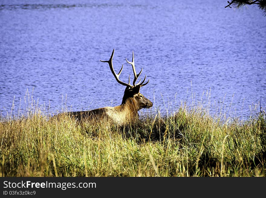 Bull Elk