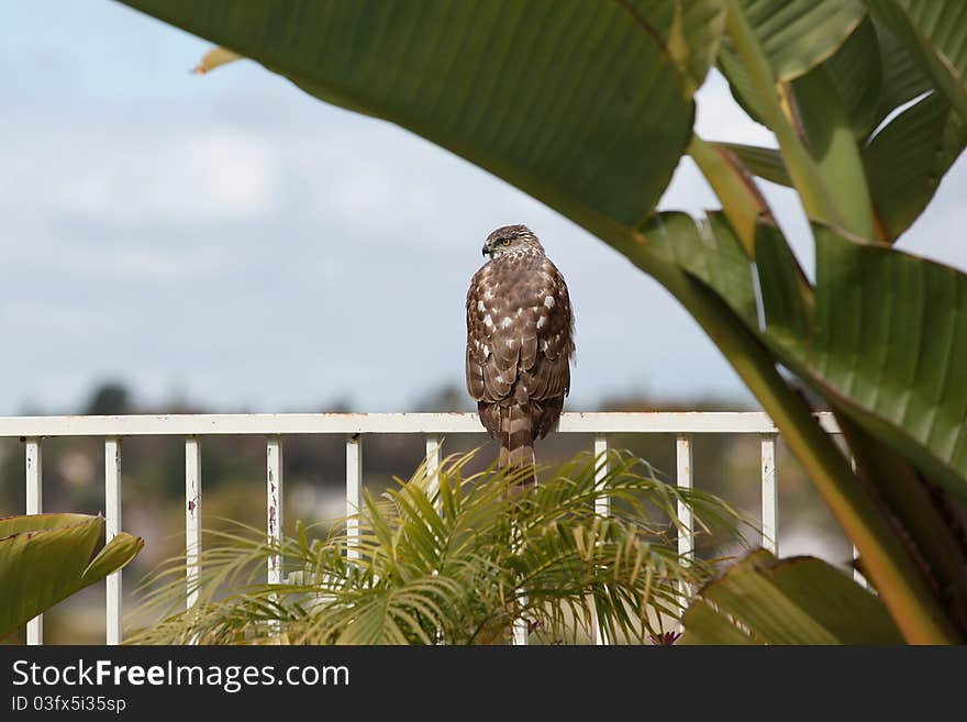 A wild hawk sitting on a yard fence.