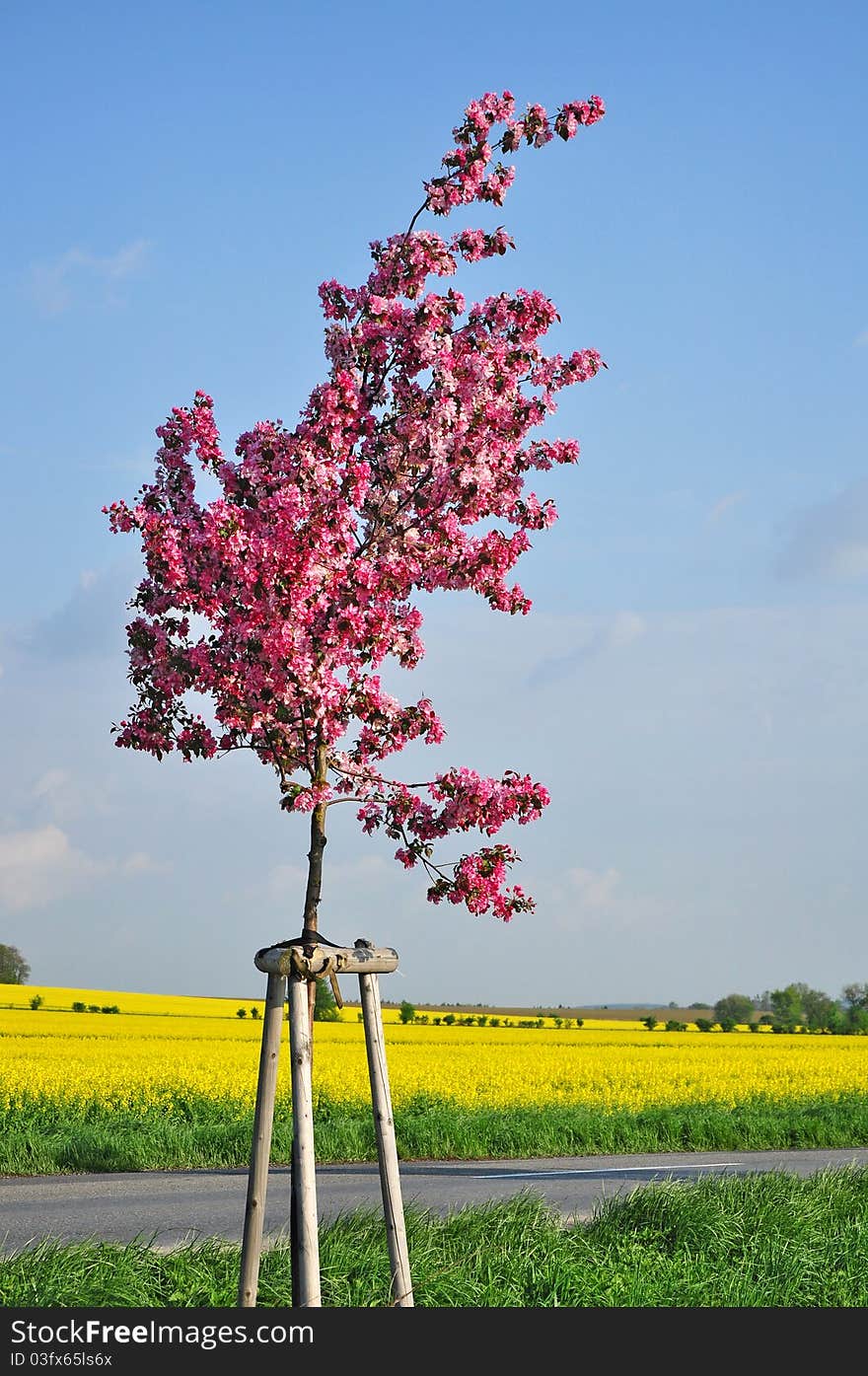 Spring cherry tree in bloom, colorful rural landscape with road. Spring cherry tree in bloom, colorful rural landscape with road.