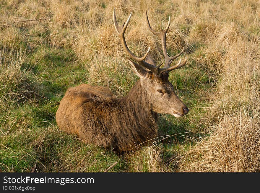 Deer resting on the grass