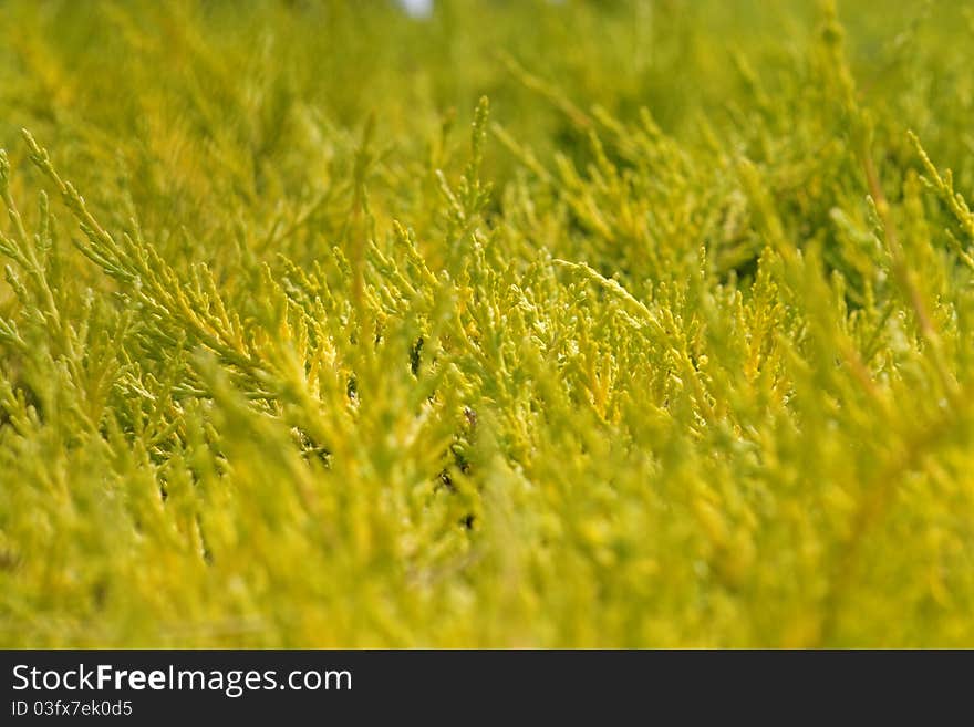 Green bushes on sunset, shallow DOF