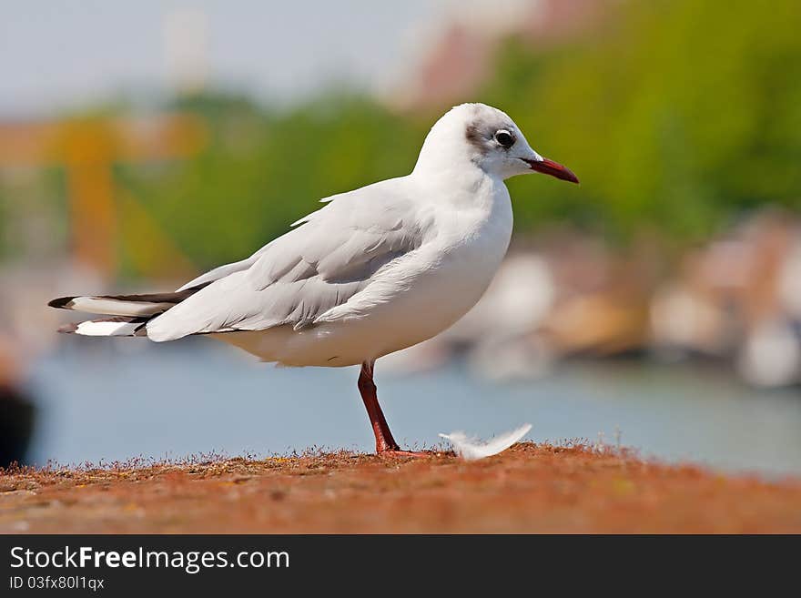 Seagull standing on the dock