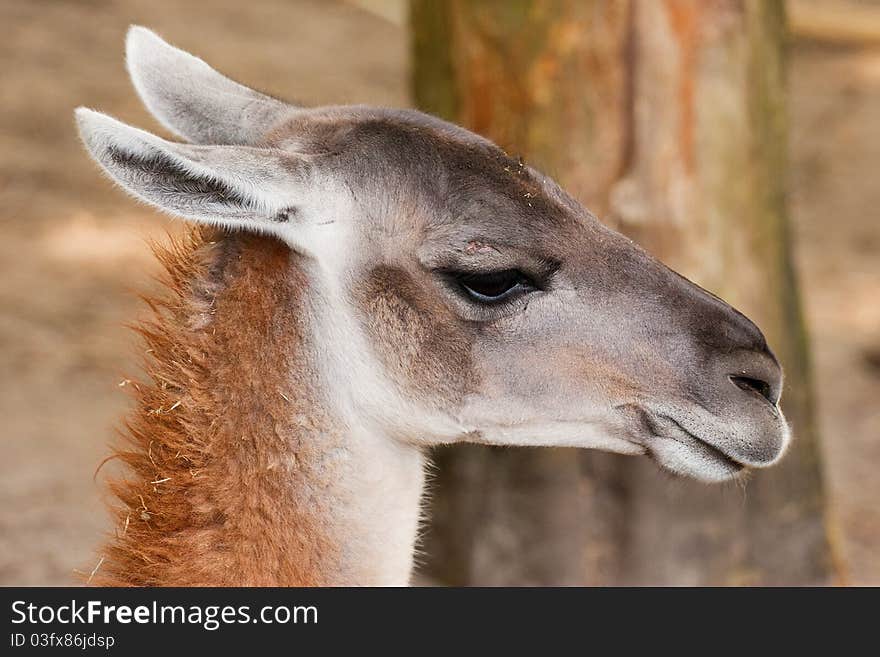 Guanaco head shot with tree in the background