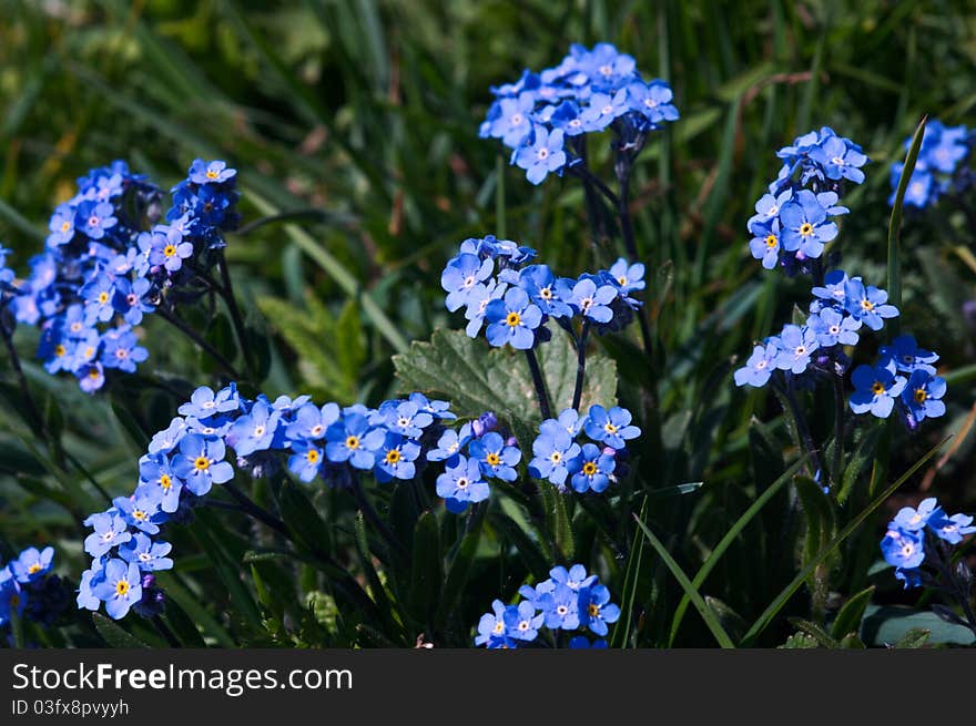 Wild blue mountain flowers in Swiss Alps, europe. Wild blue mountain flowers in Swiss Alps, europe.