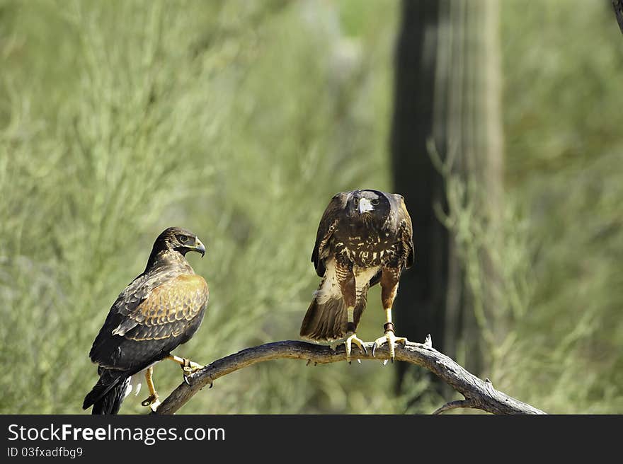 Harris s Hawk