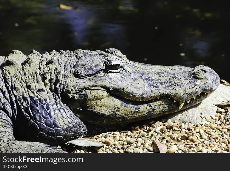 Portrait of an American Alligator enjoying the sun.