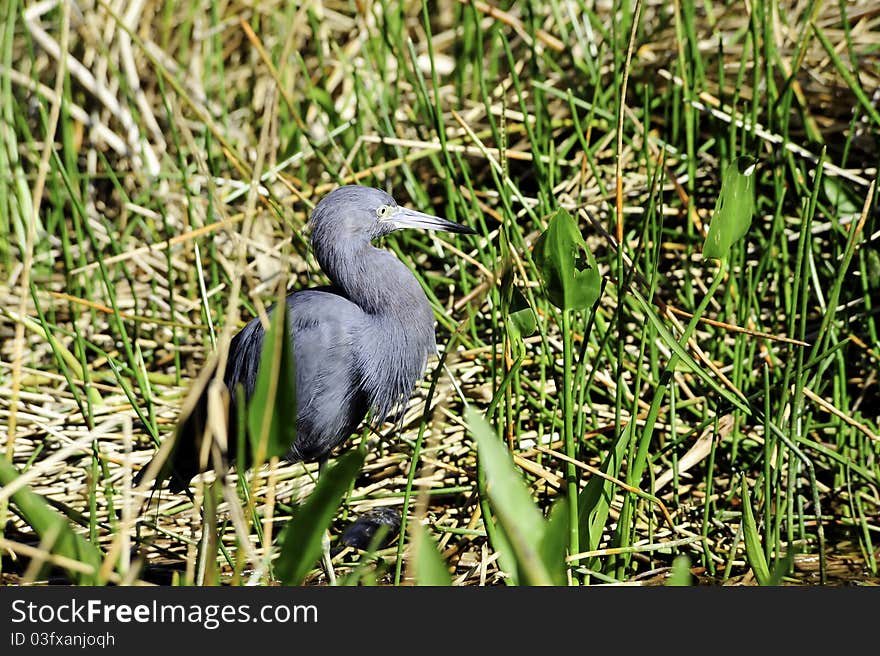 Little Blue Heron