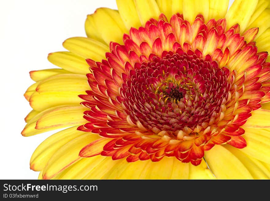 Beautiful yellow ,red gerbera on a white background