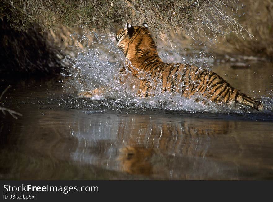 Adult tiger running through the stream. Adult tiger running through the stream