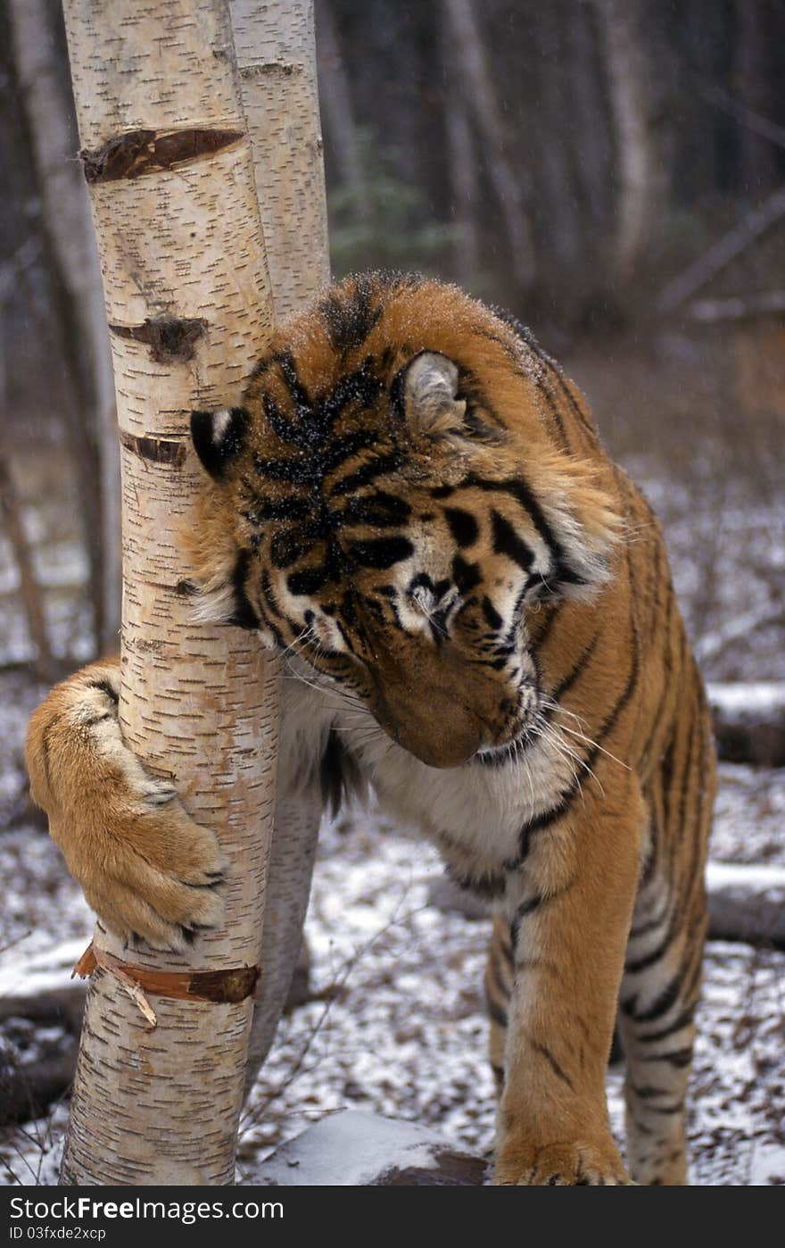 Adult tiger scratching a tree in winter. Adult tiger scratching a tree in winter