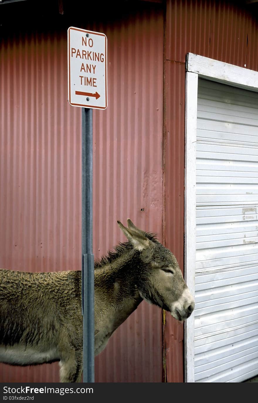 A small burro and a no parking sign. A small burro and a no parking sign.