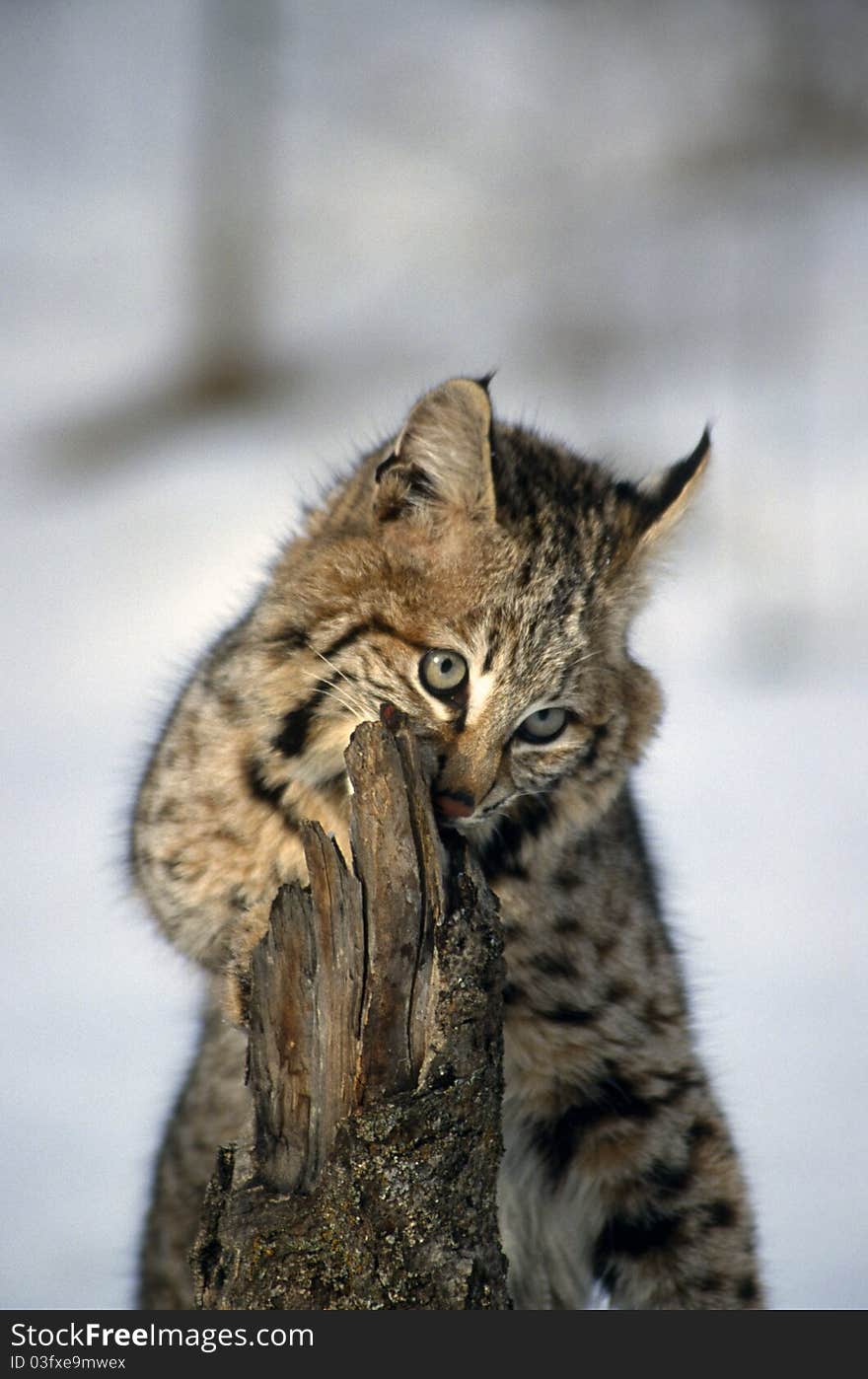 Young bobcat investigating the bark of a tree.