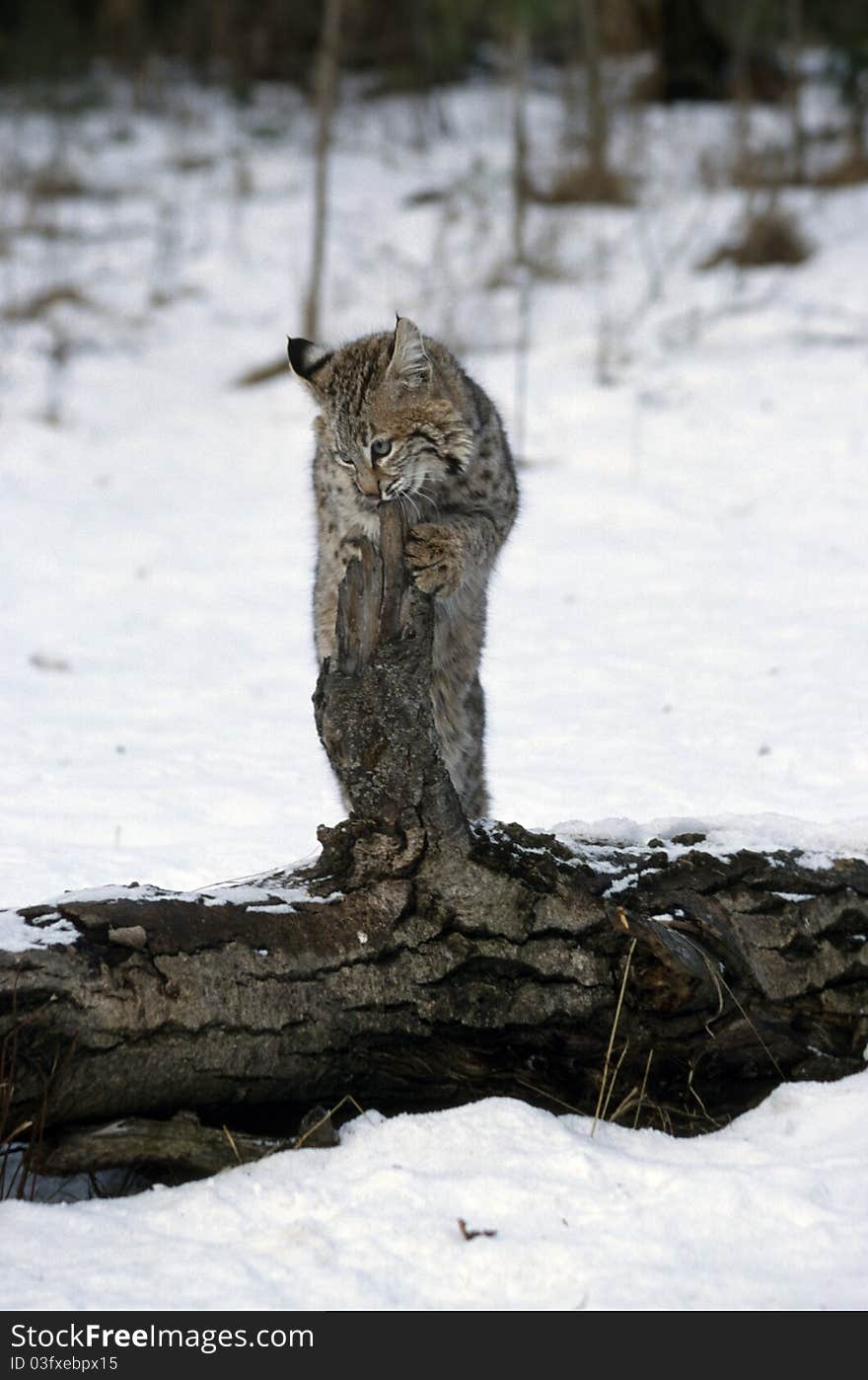 Young Bobcat