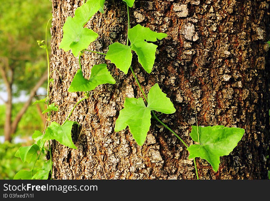 They are leaf on the tree.