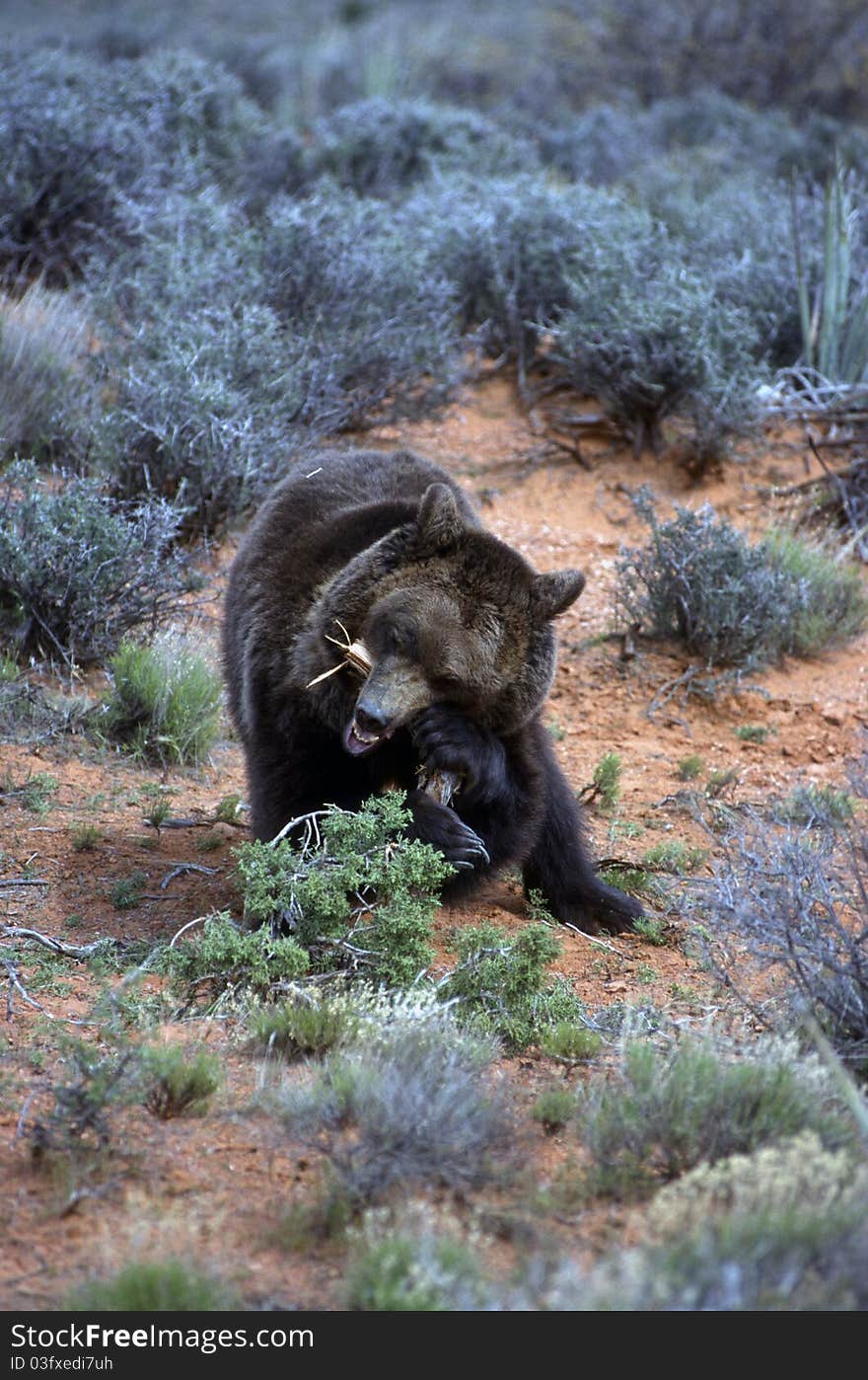 Grizzly bear in the scrub eating branch. Grizzly bear in the scrub eating branch