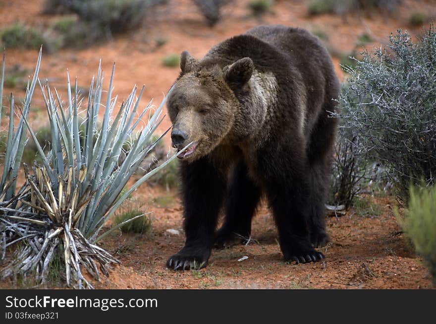 Grizzly bear in the scrub walking slow. Grizzly bear in the scrub walking slow