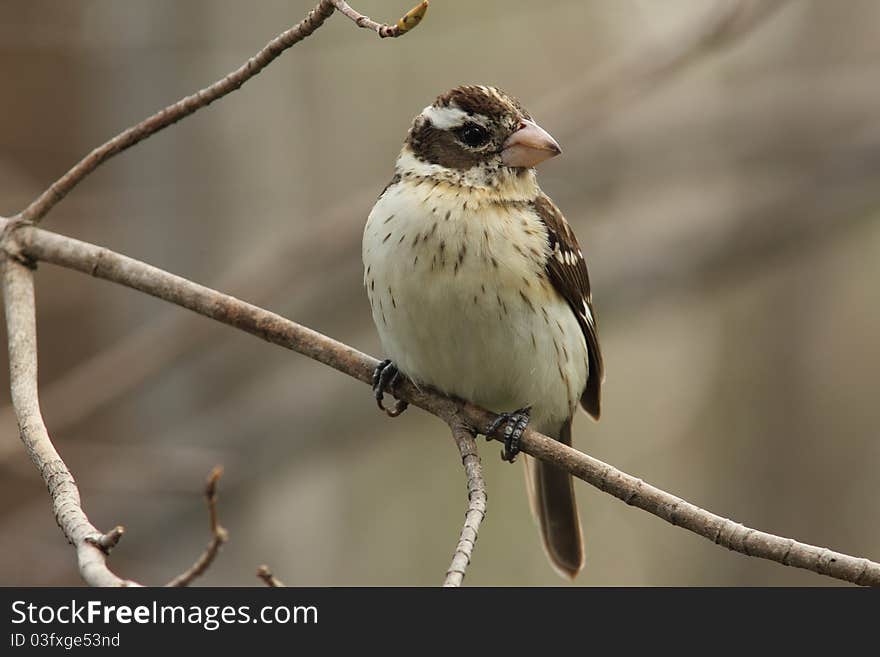 Female Rose-breasted Grosbeak