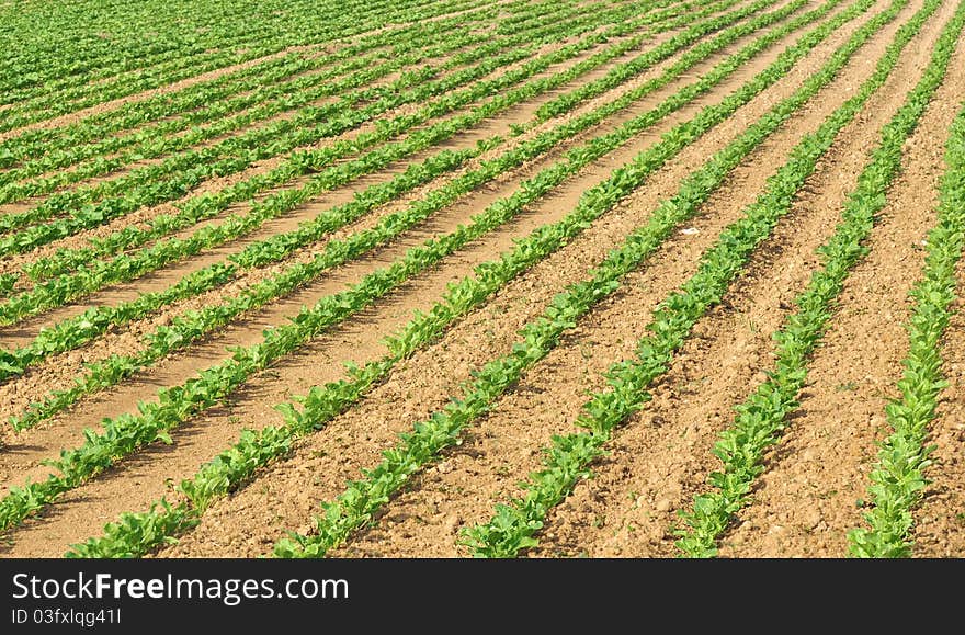 Furrows In A Field