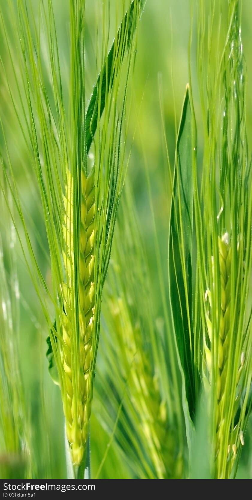 Gree Ears of barley