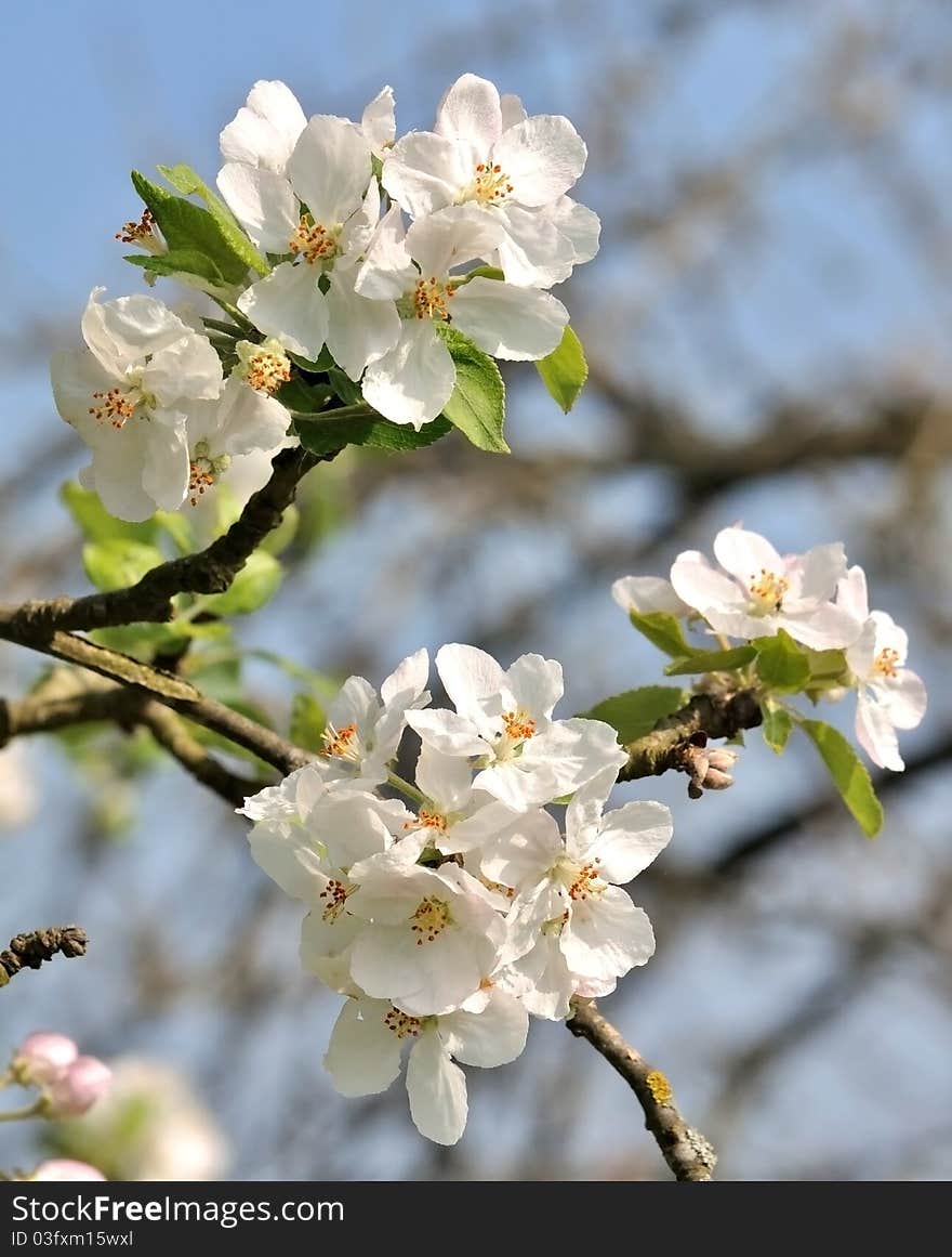 Apple blossoms