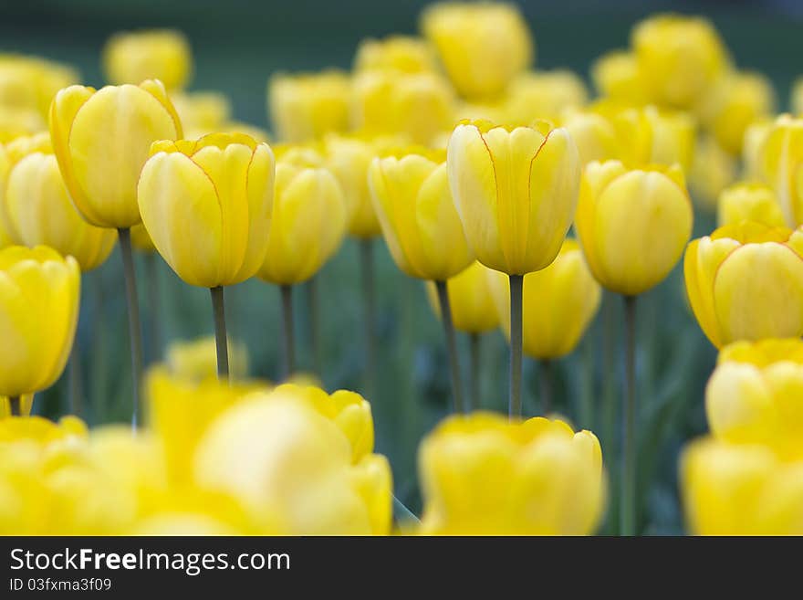 Tulips