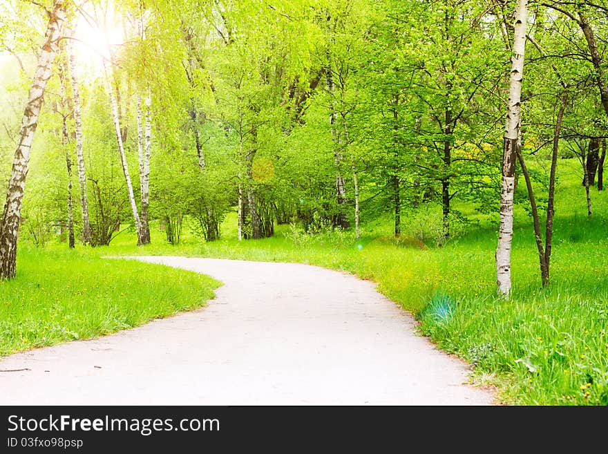 Road in the spring park with sun. Road in the spring park with sun