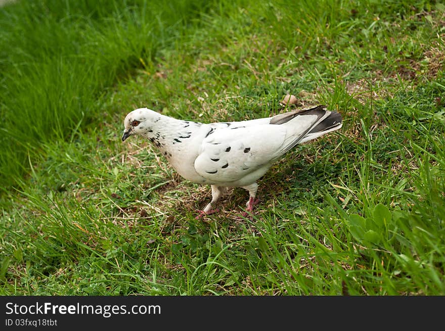 White pigeon on a green grass background