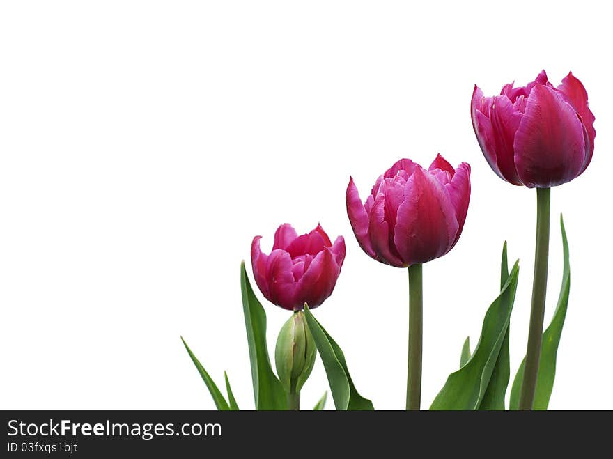 Tulips isolated on white background, three tulips,purple tulip. Tulips isolated on white background, three tulips,purple tulip