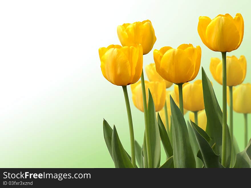 Tulips isolated on white background, many tulips, yellow tulip. Tulips isolated on white background, many tulips, yellow tulip