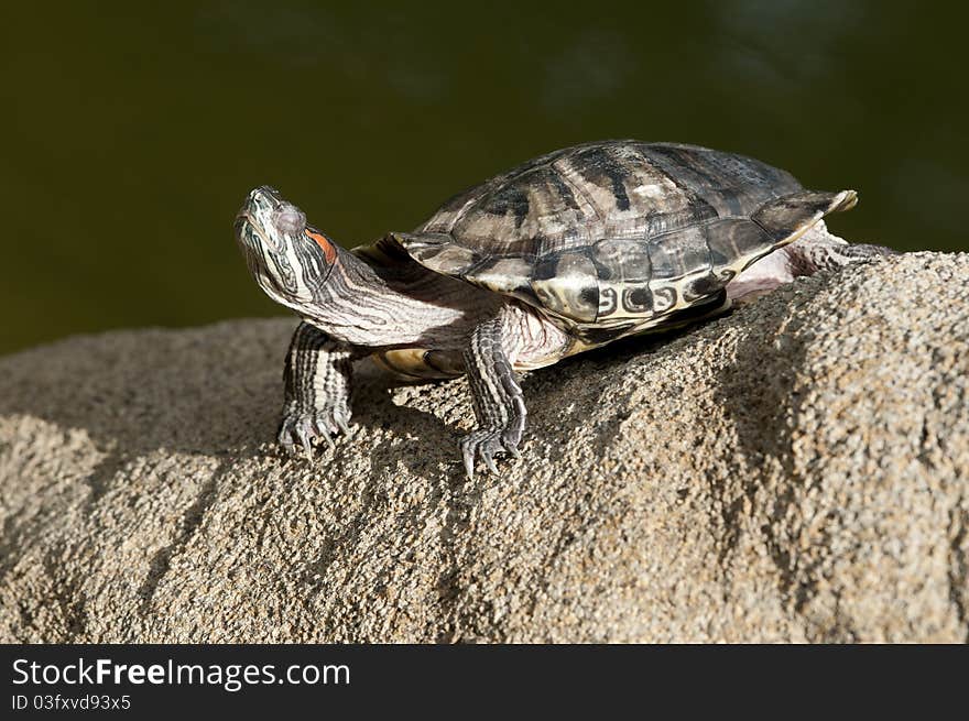 Tortoise was enjoying the sunbath on rock photo taken:2011 7th May. Tortoise was enjoying the sunbath on rock photo taken:2011 7th May