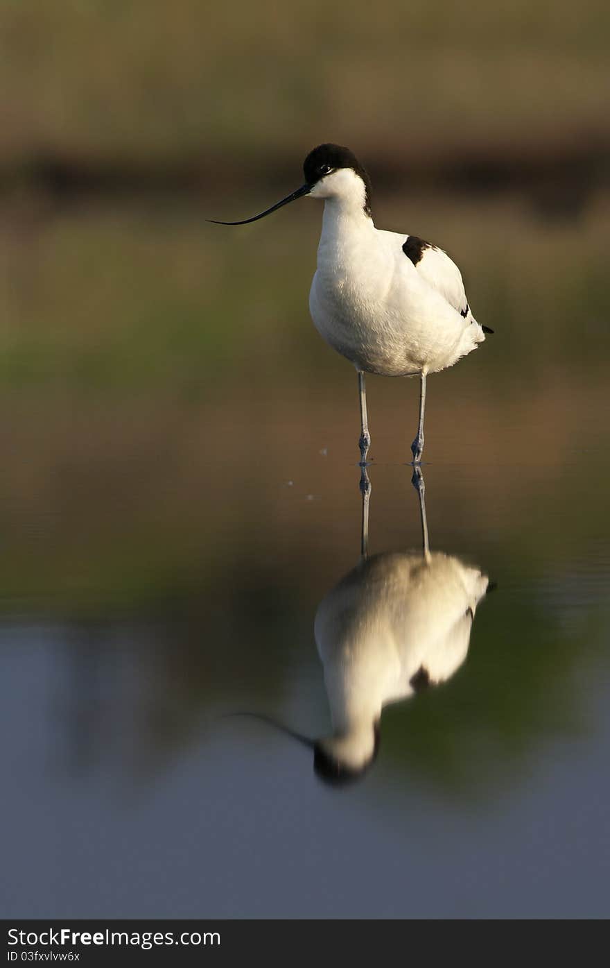 Avoset in lake with reflection