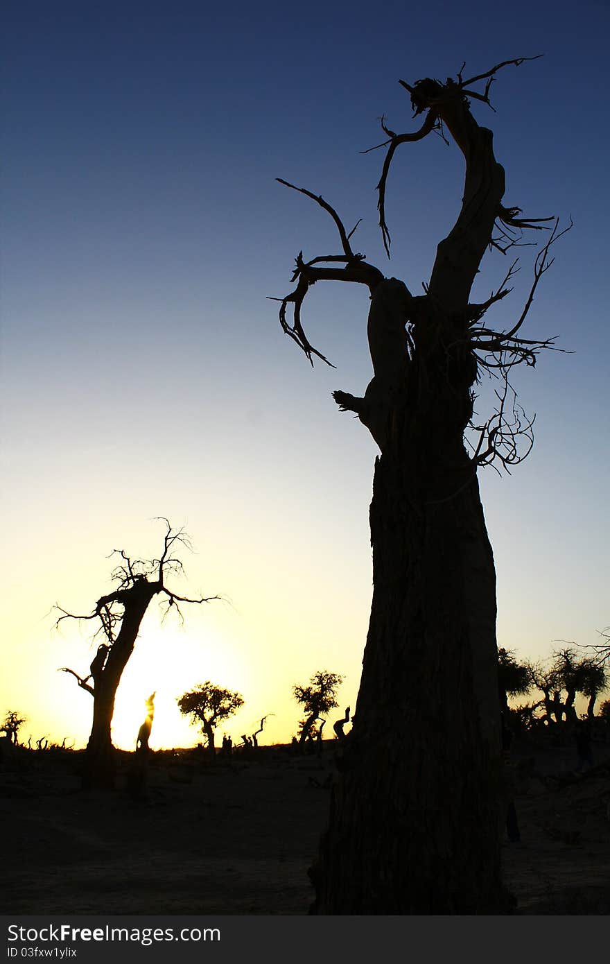 Poplars in the sunset