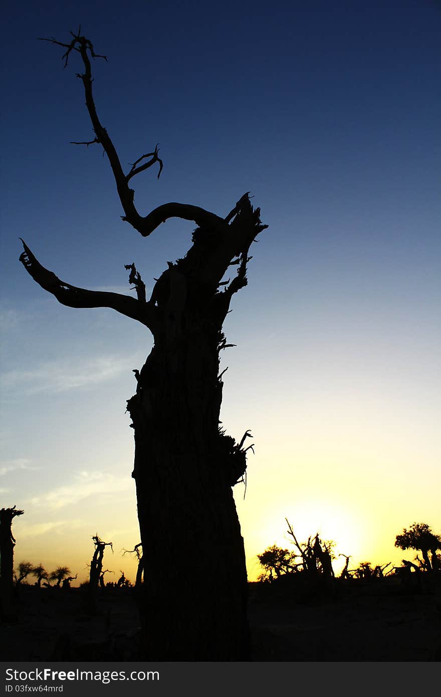 Poplars In The Sunset