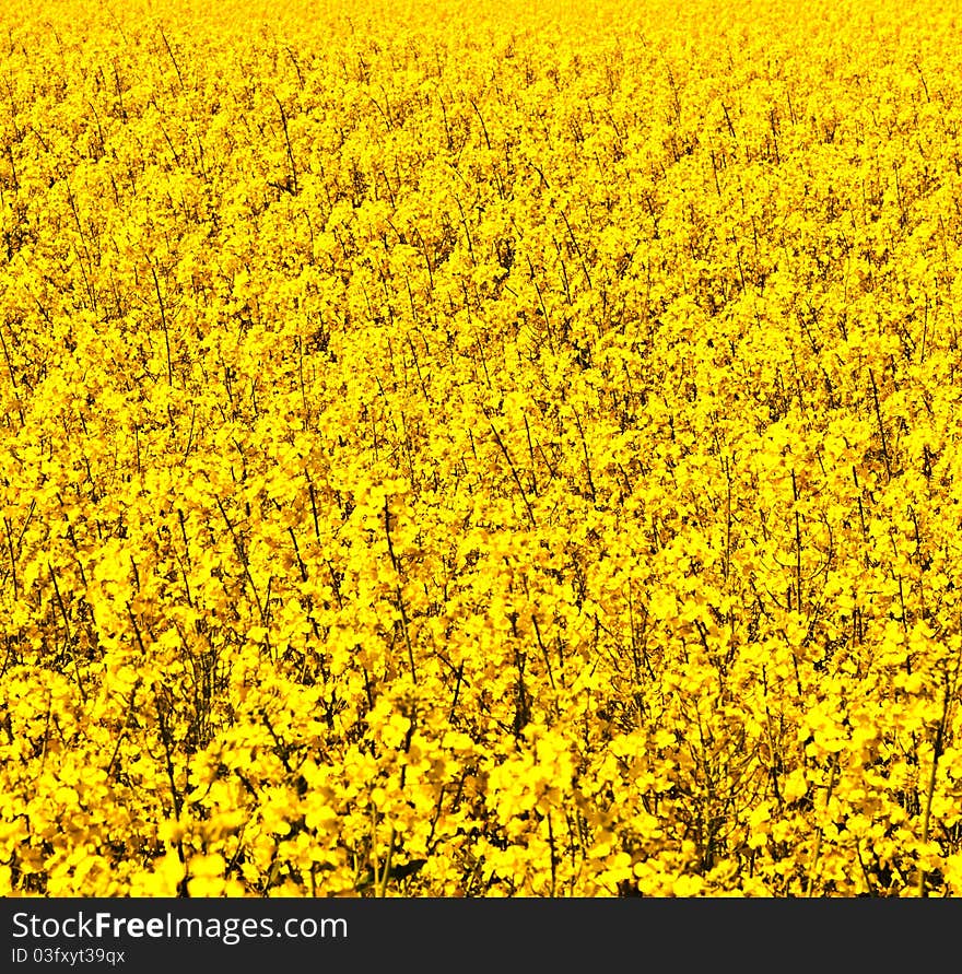 Beautiful rape fields in spring