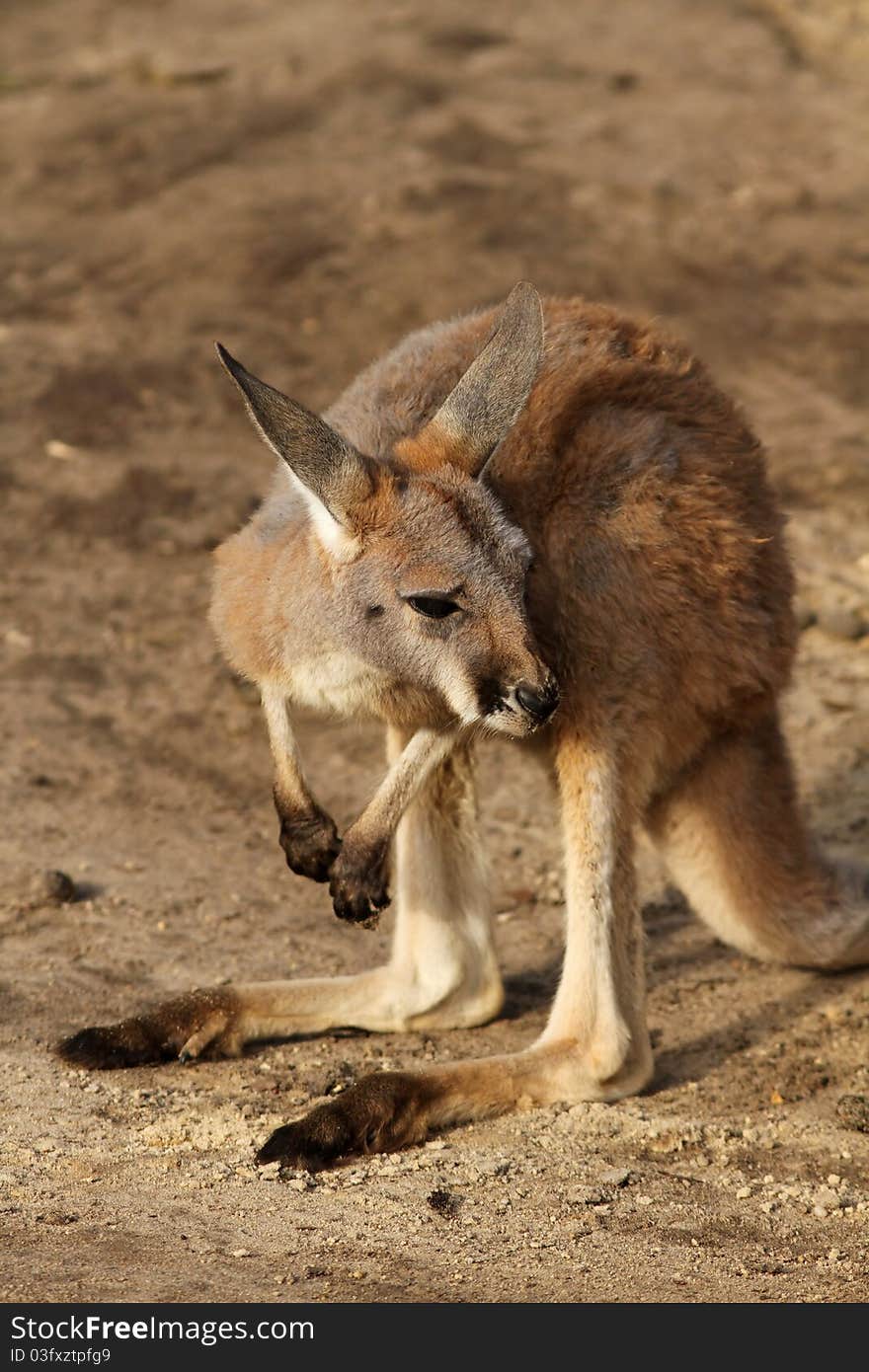 Baby kangaroo looking next to it