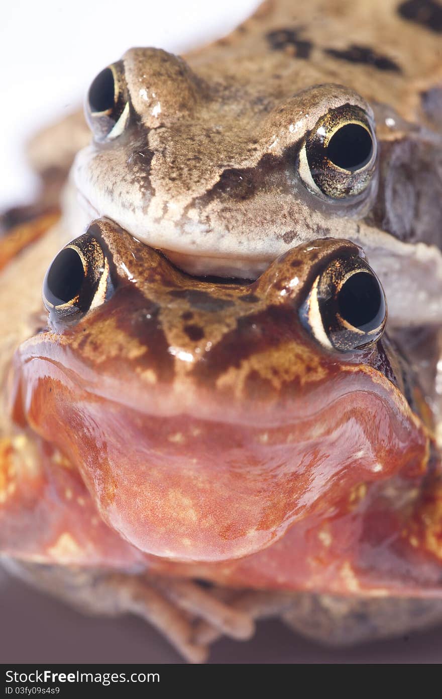 Happy frog smiling while mating. Happy frog smiling while mating