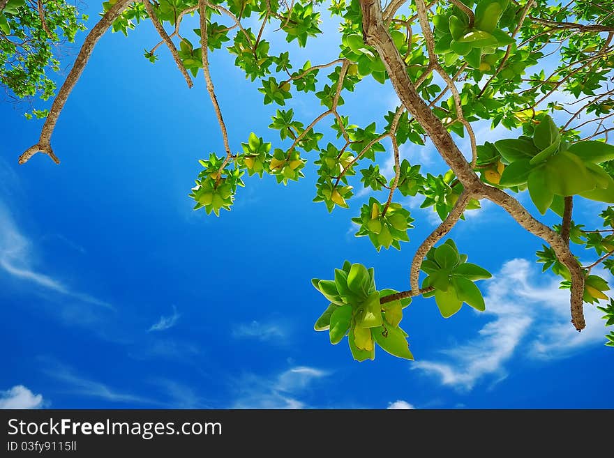 Green leaves on blue sky