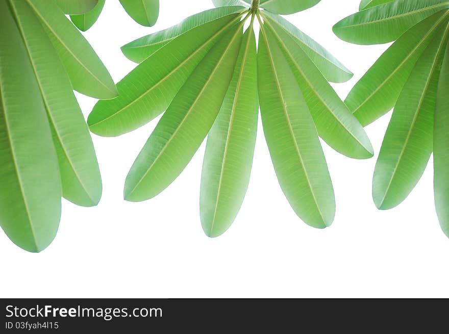 Leaf On The White Background