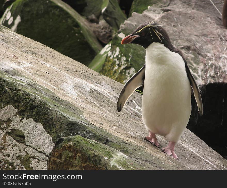 Rockhopper Penguin on rock on angle