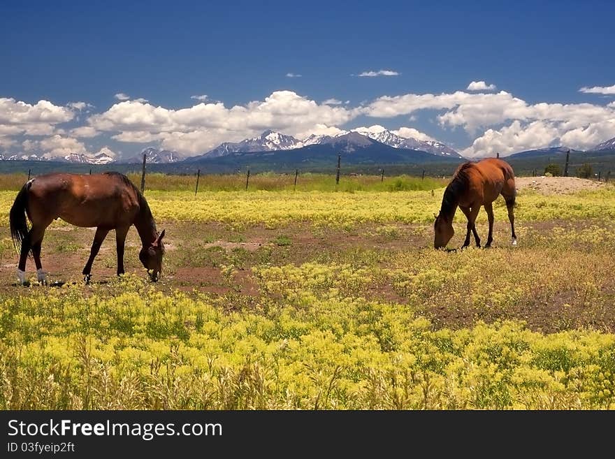 Grazing