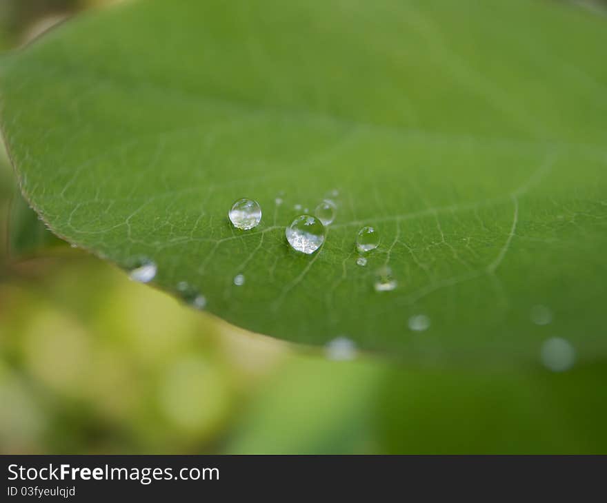 Raindrop on a leaf