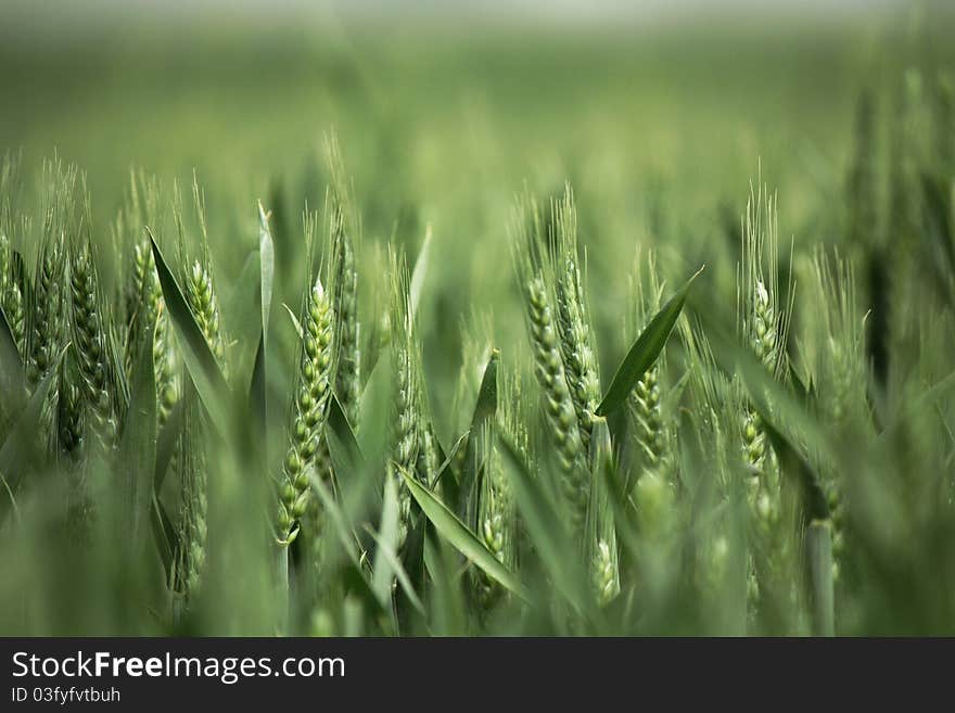 Wheat in the field